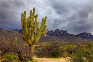 Old Romero, Catalina State Park-6405.jpg